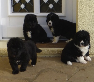 Newfiesdog - Nouvelles photos des chiots de féroé et Oggy