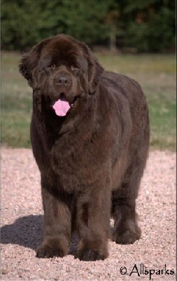 Tous les chiots de Féroé ont quitté la maison!