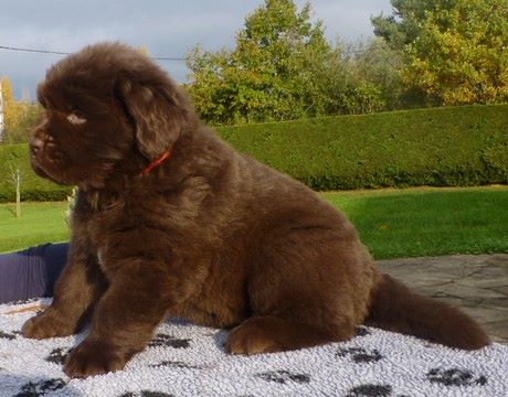 Tous les chiots de Sweety et Milos ont trouvé une famille