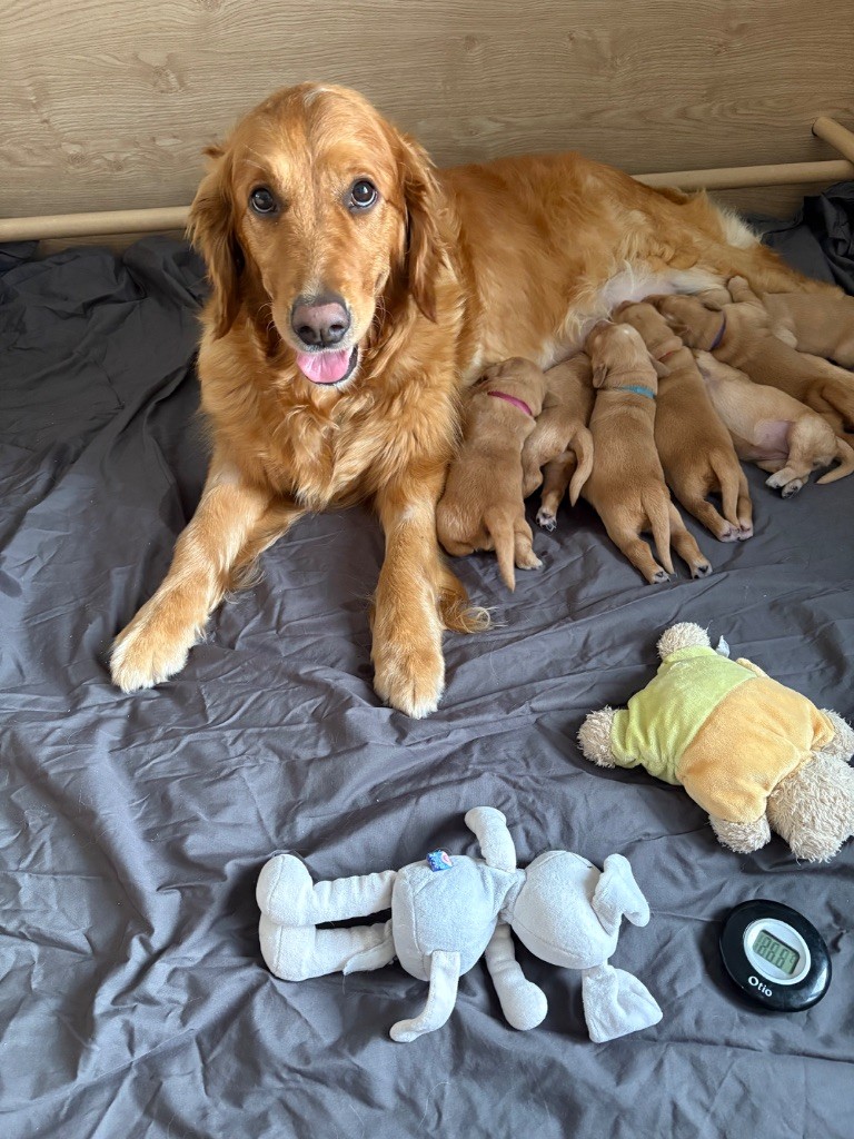 Chiot Golden Retriever Newfiesdog
