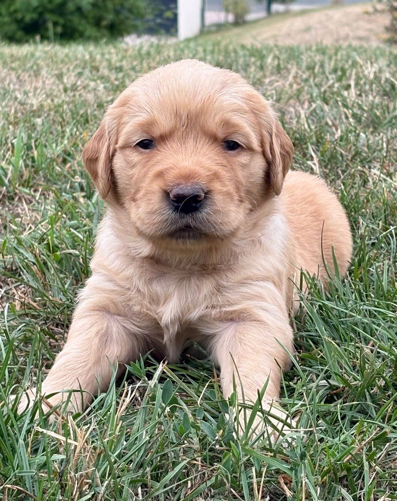 Newfiesdog - Chiots disponibles - Golden Retriever
