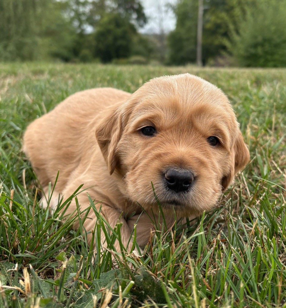 Newfiesdog - Chiots disponibles - Golden Retriever
