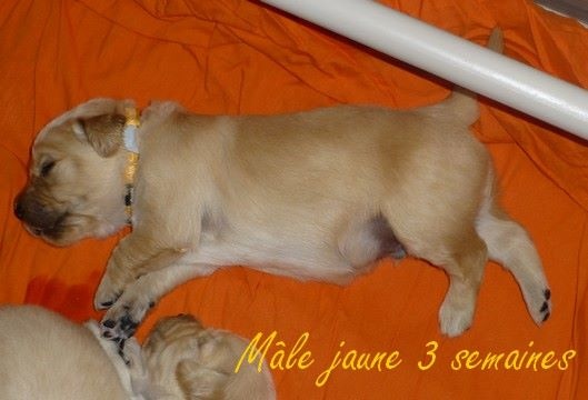 Newfiesdog - Golden Retriever - Portée née le 16/02/2016