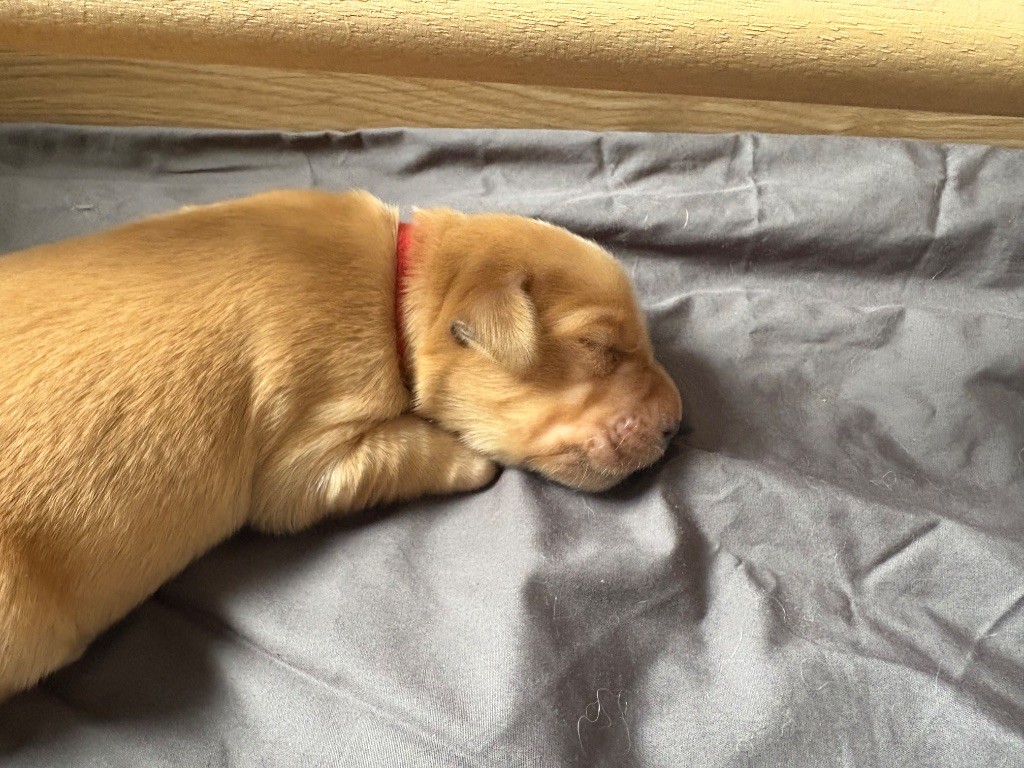 Newfiesdog - Chiots disponibles - Golden Retriever