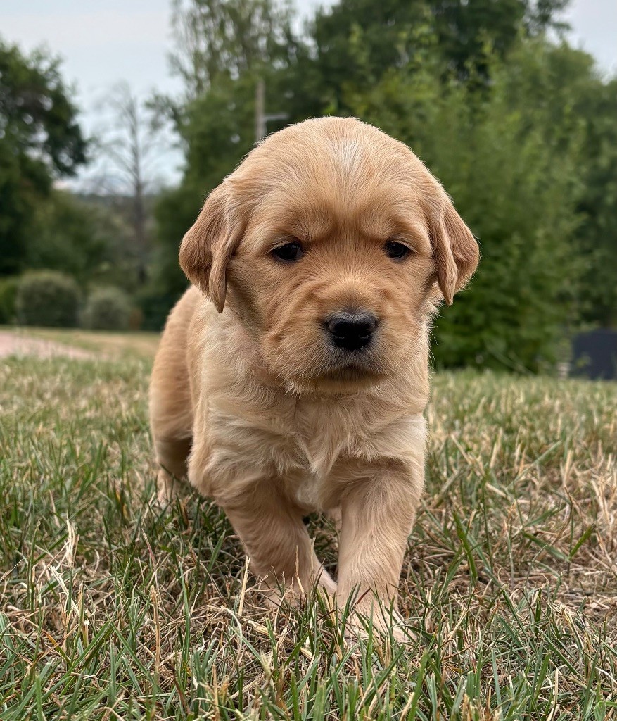 Newfiesdog - Chiots disponibles - Golden Retriever
