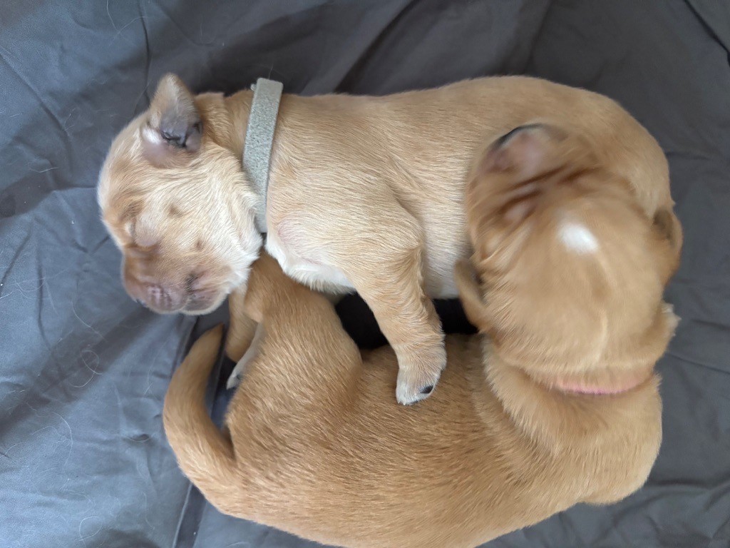 Newfiesdog - Chiots disponibles - Golden Retriever