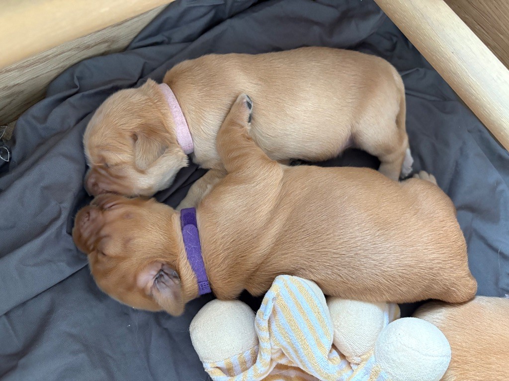 Newfiesdog - Chiots disponibles - Golden Retriever