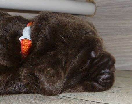 Newfiesdog - Terre-neuve - Portée née le 05/10/2014