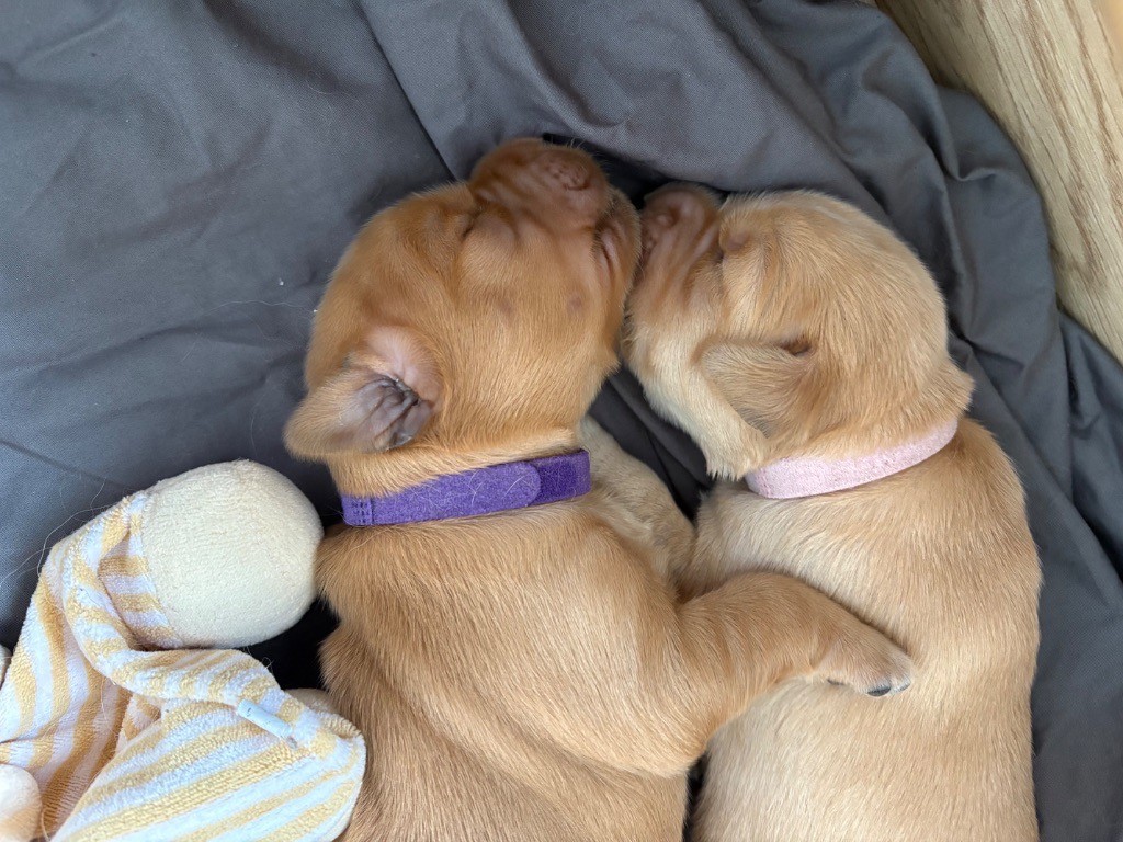 Newfiesdog - Chiots disponibles - Golden Retriever