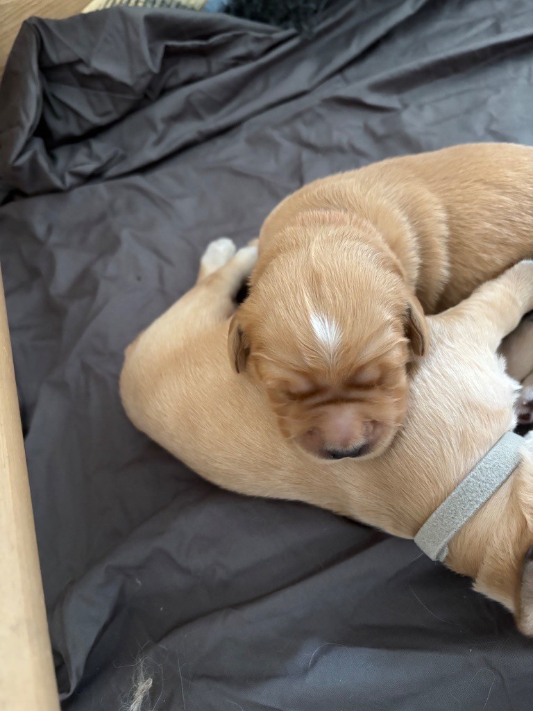 Newfiesdog - Chiots disponibles - Golden Retriever