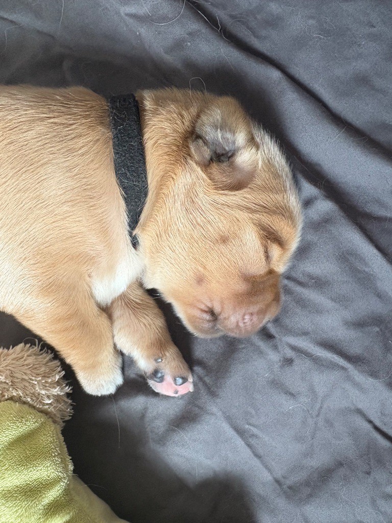 Newfiesdog - Chiots disponibles - Golden Retriever