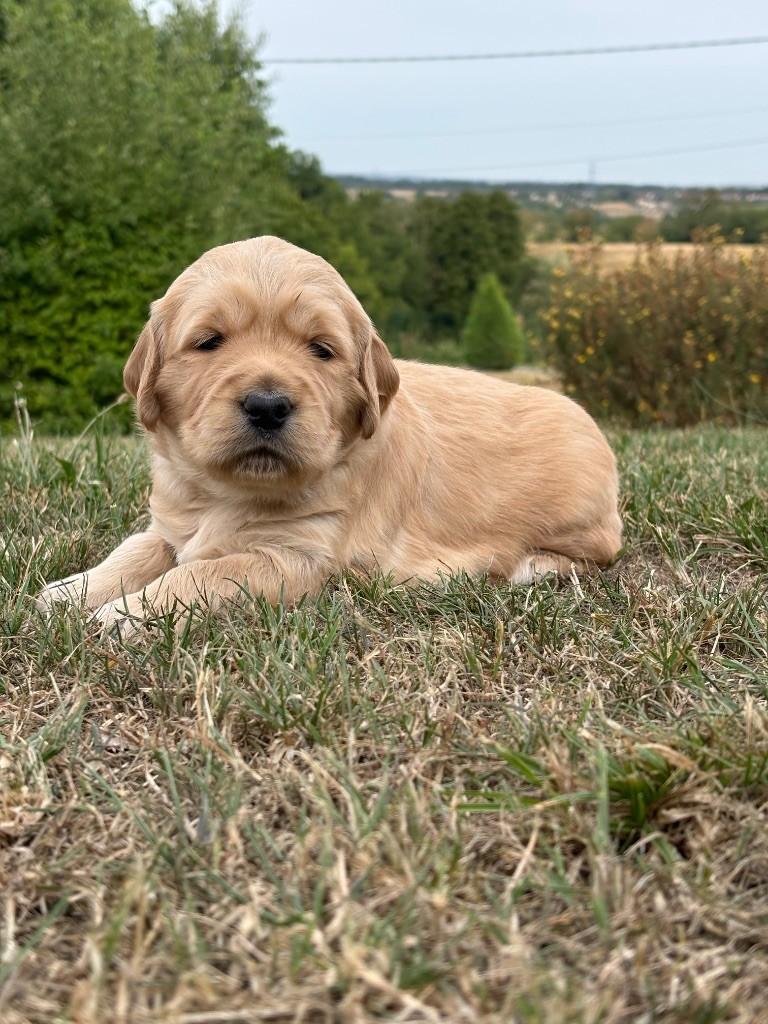 Newfiesdog - Chiots disponibles - Golden Retriever