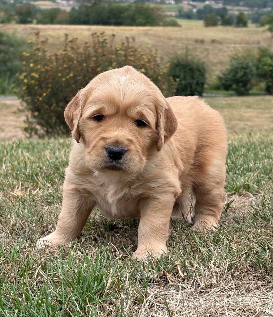 Newfiesdog - Chiots disponibles - Golden Retriever