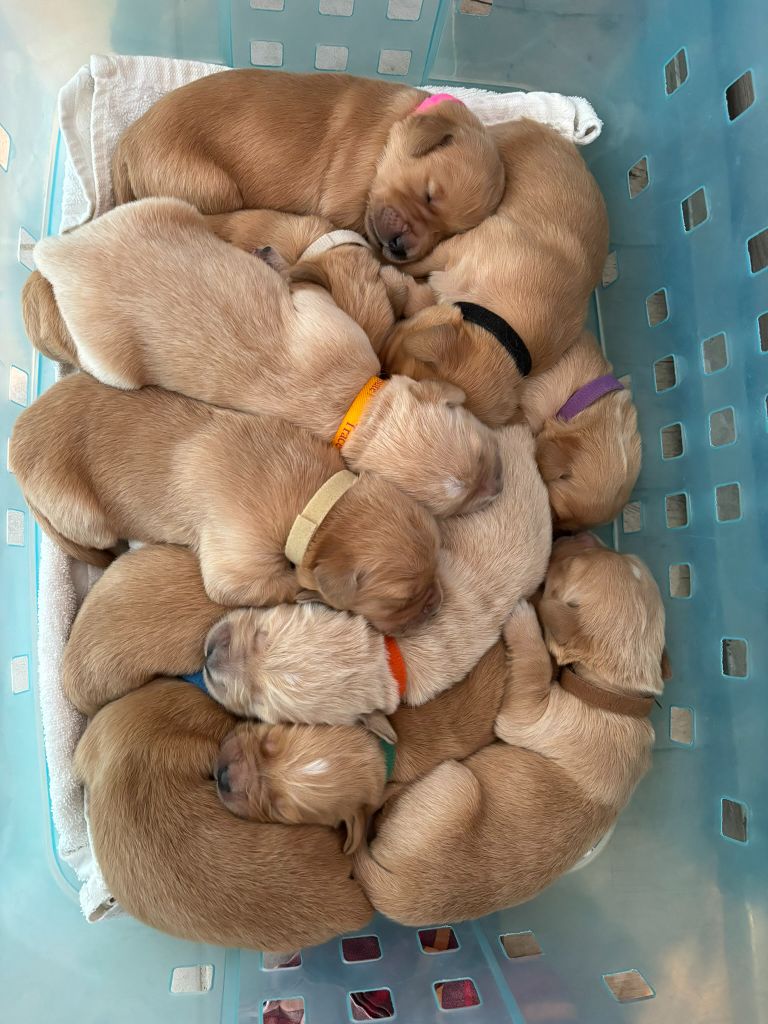Chiot Golden Retriever Newfiesdog
