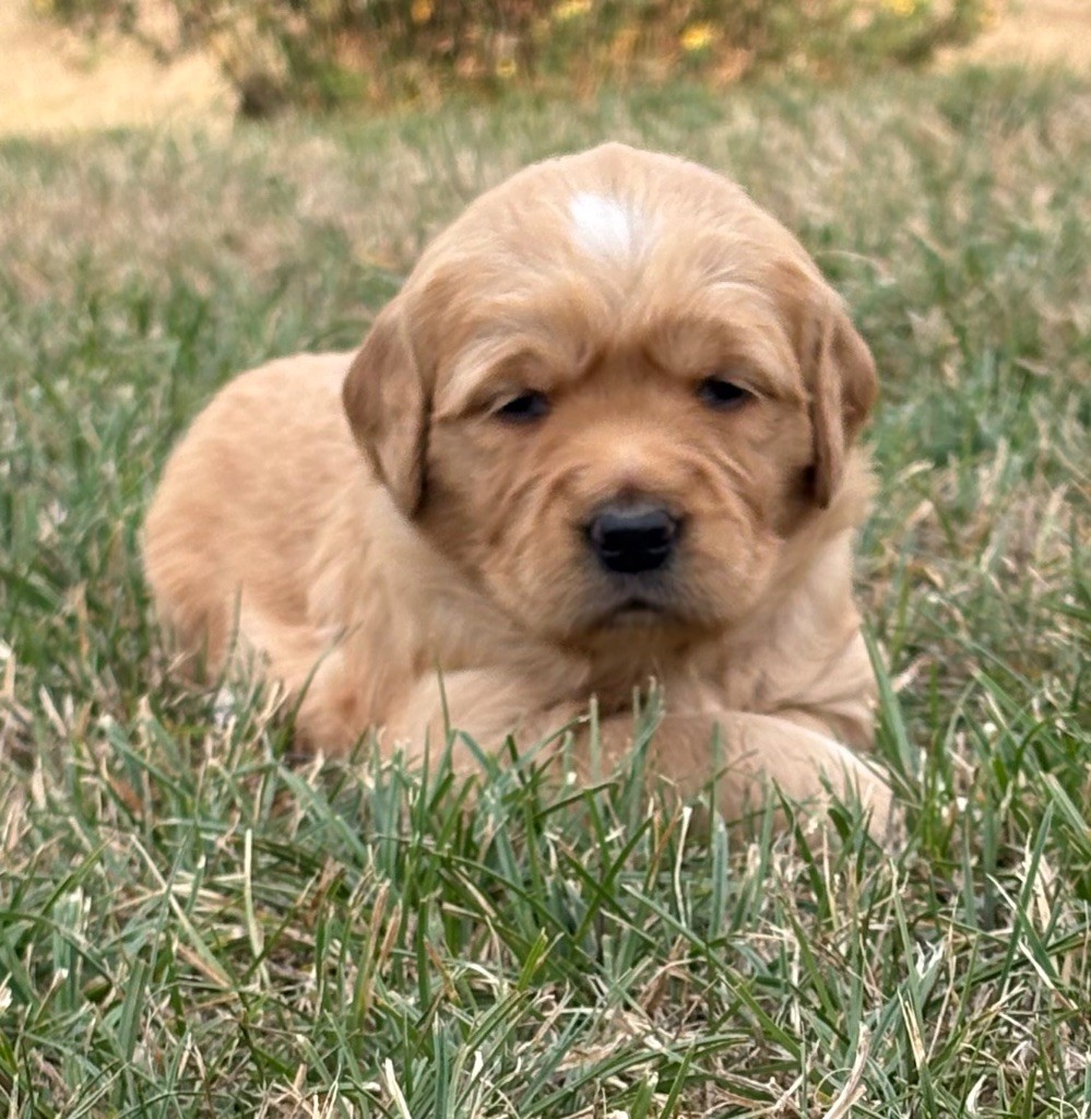 Newfiesdog - Chiots disponibles - Golden Retriever